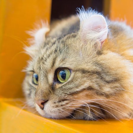 Lovely American Curl cat on the wood table; Shutterstock ID 671363866; purchase_order: Blog; job: ; client: ; other: