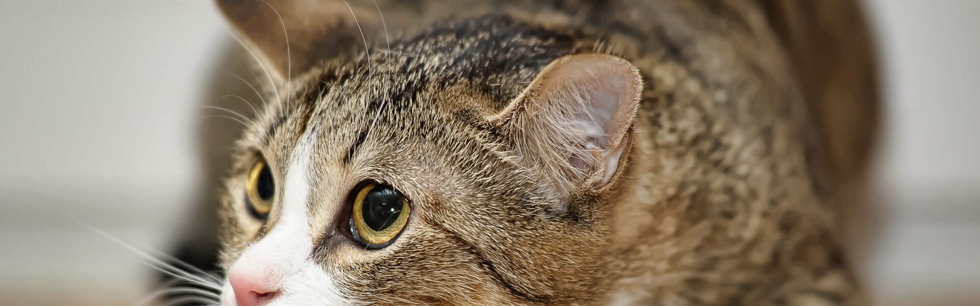 In che modo i gatti nervosi imparano a fidarsi?