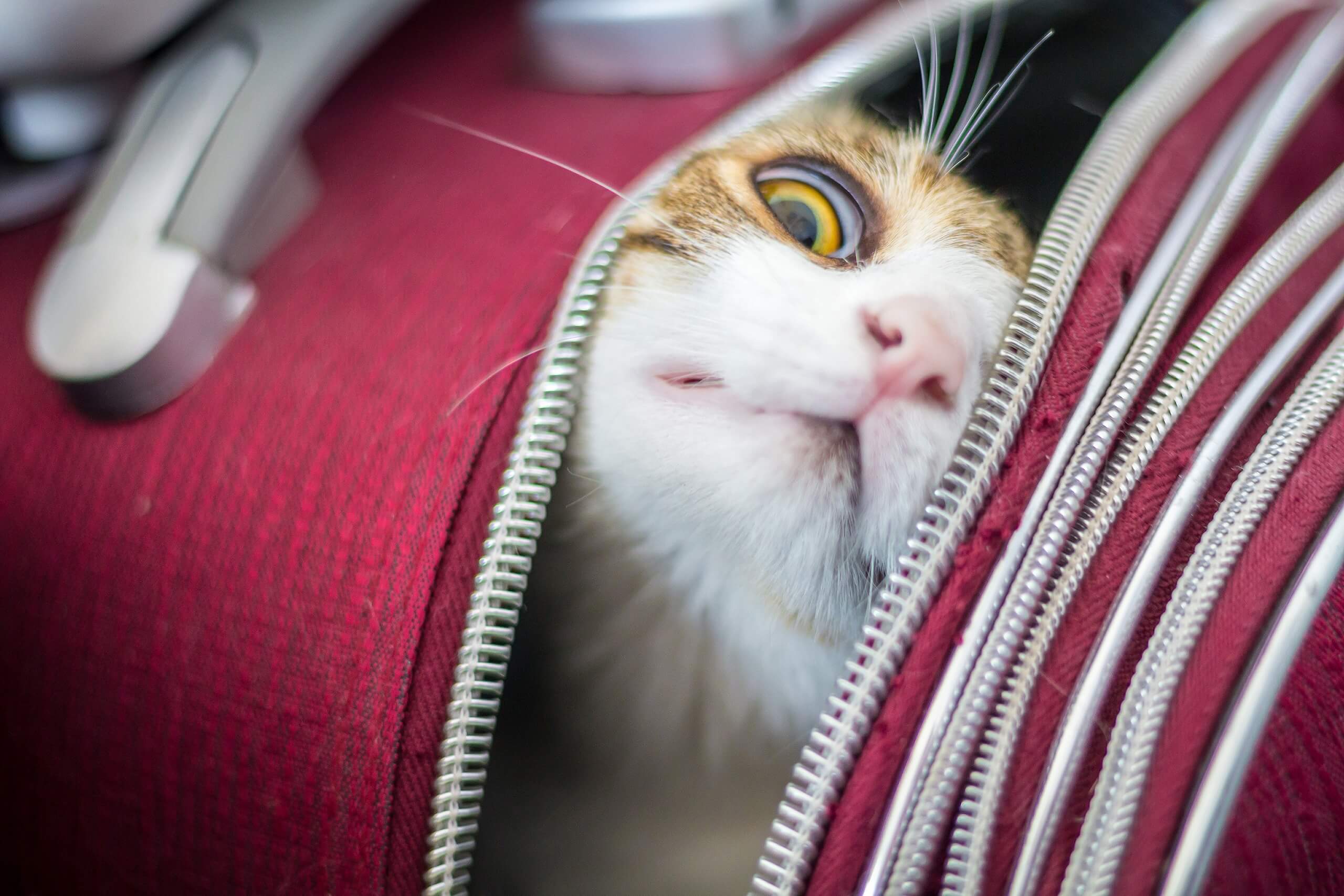Dove lasciare il gatto quando si va in vacanza? Cat’s Best