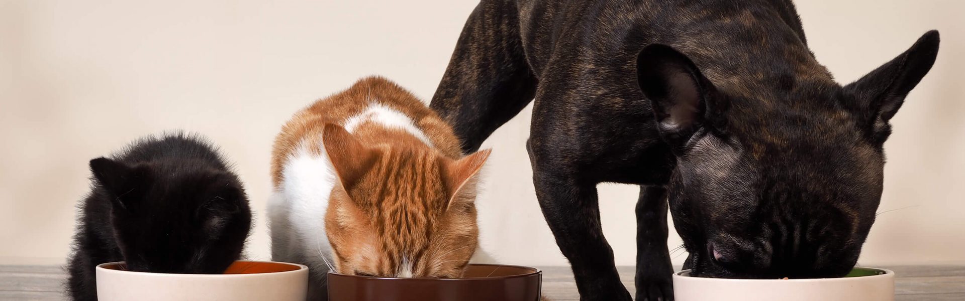 Cani gatti e parquet: una convivenza possibile?