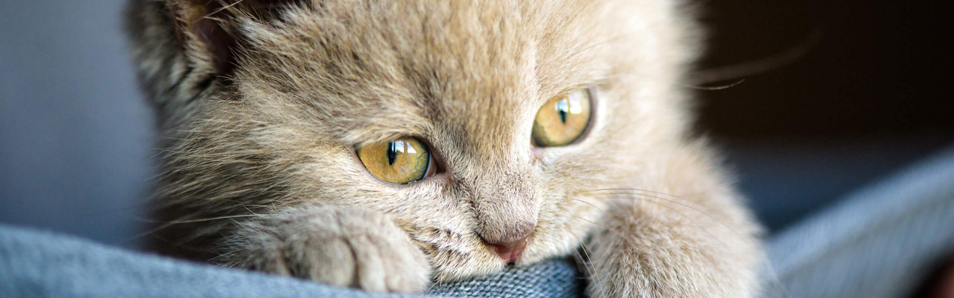 5 cose che ci ha insegnato Occhi di gatto